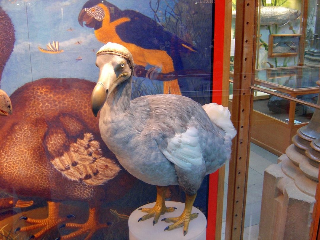 pic of dodo bird