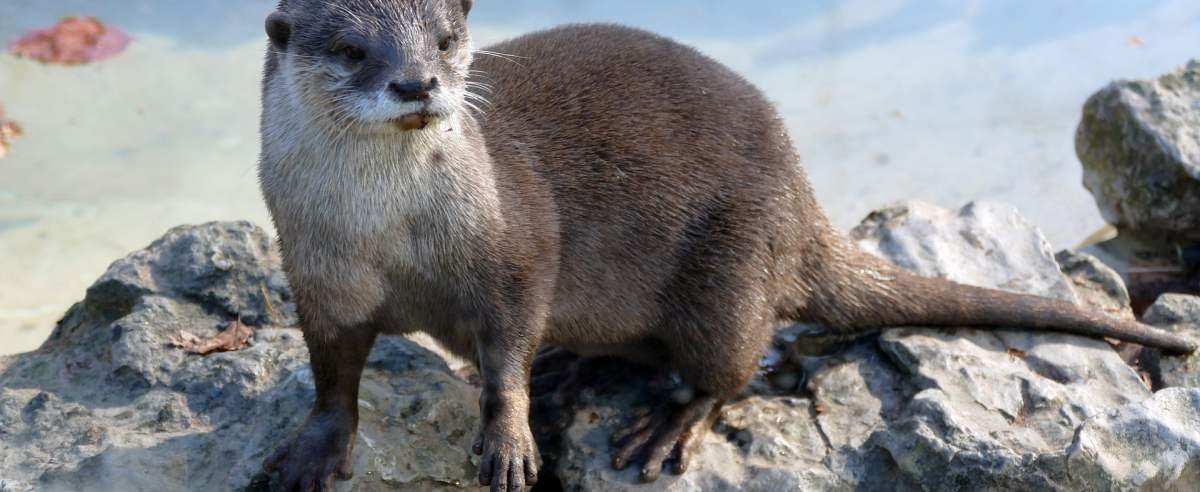 Wydra europejska podwodna łasica