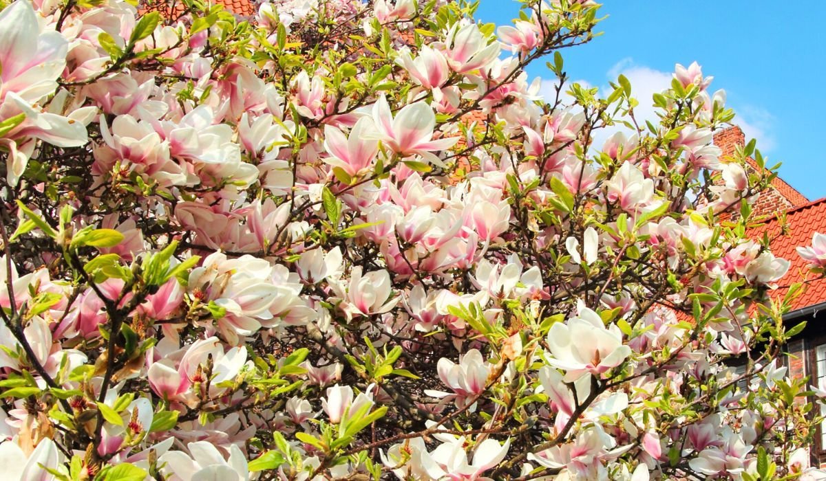 Maaa Robi Jesienią moja mama zawsze robi jedną rzecz przy magnoliach. Wiosną ...