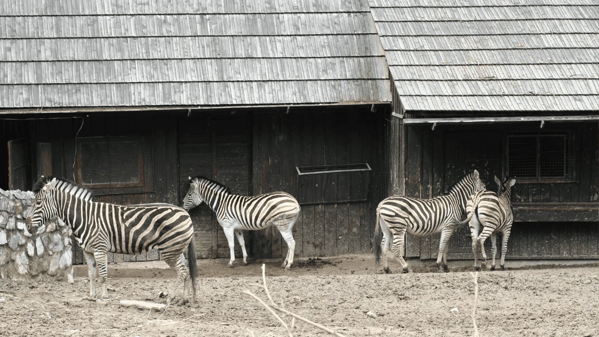 zoo