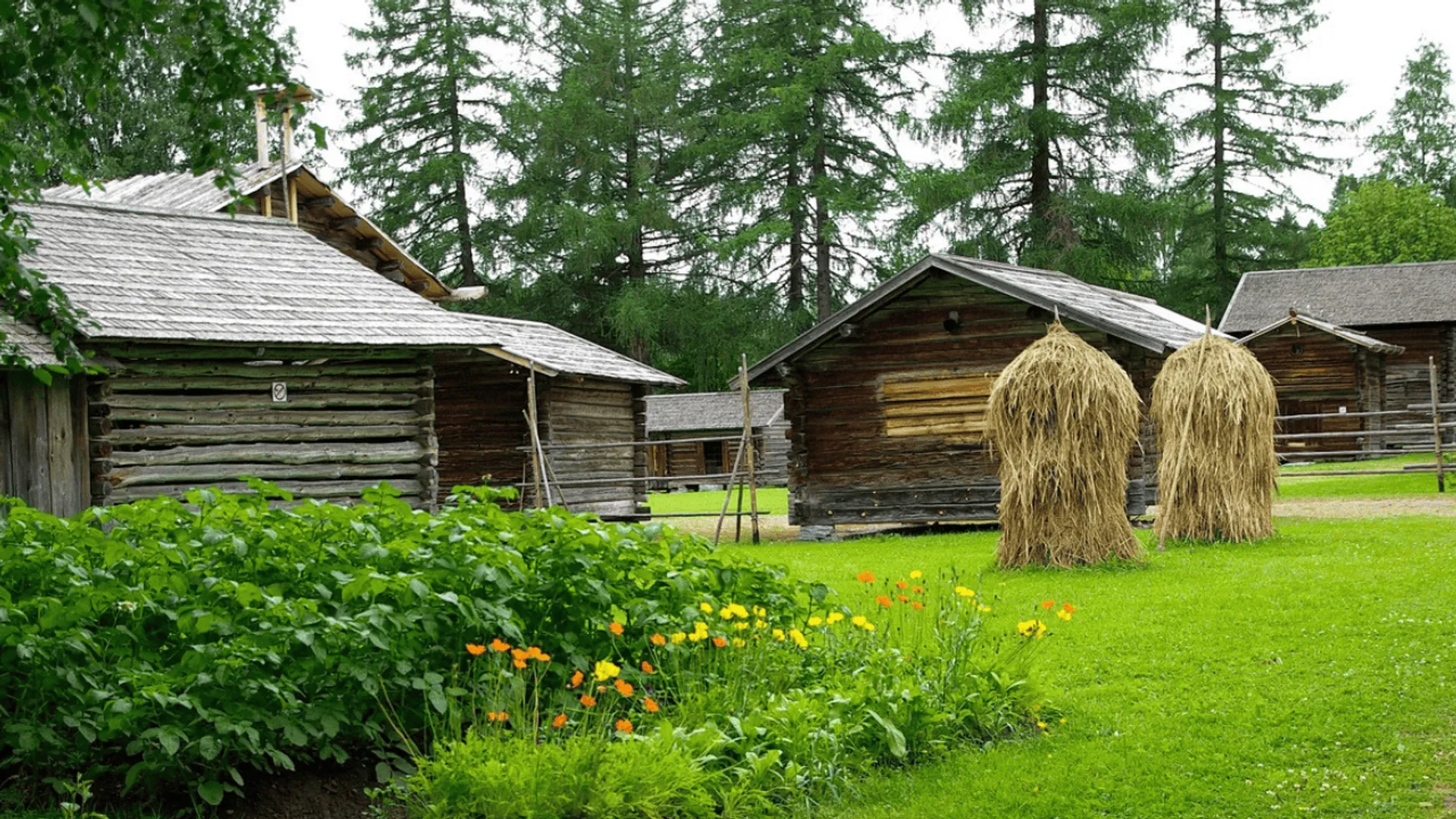 ogród