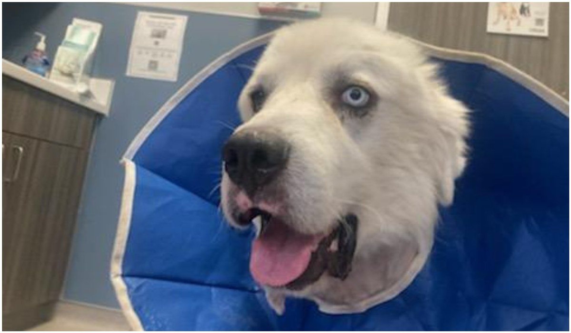 Niespełna 2-letni pirenejski pies górski stanął w obronie stada owiec. Samodzielnie zabił 8 kojotów