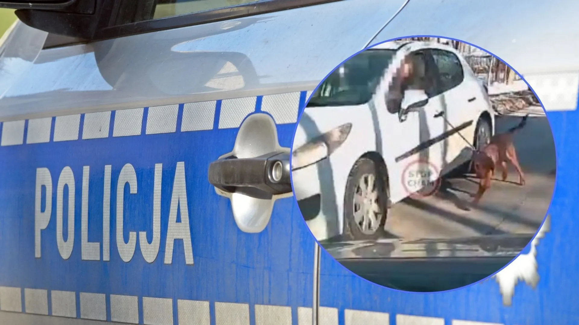 Policja, pies goni samochód