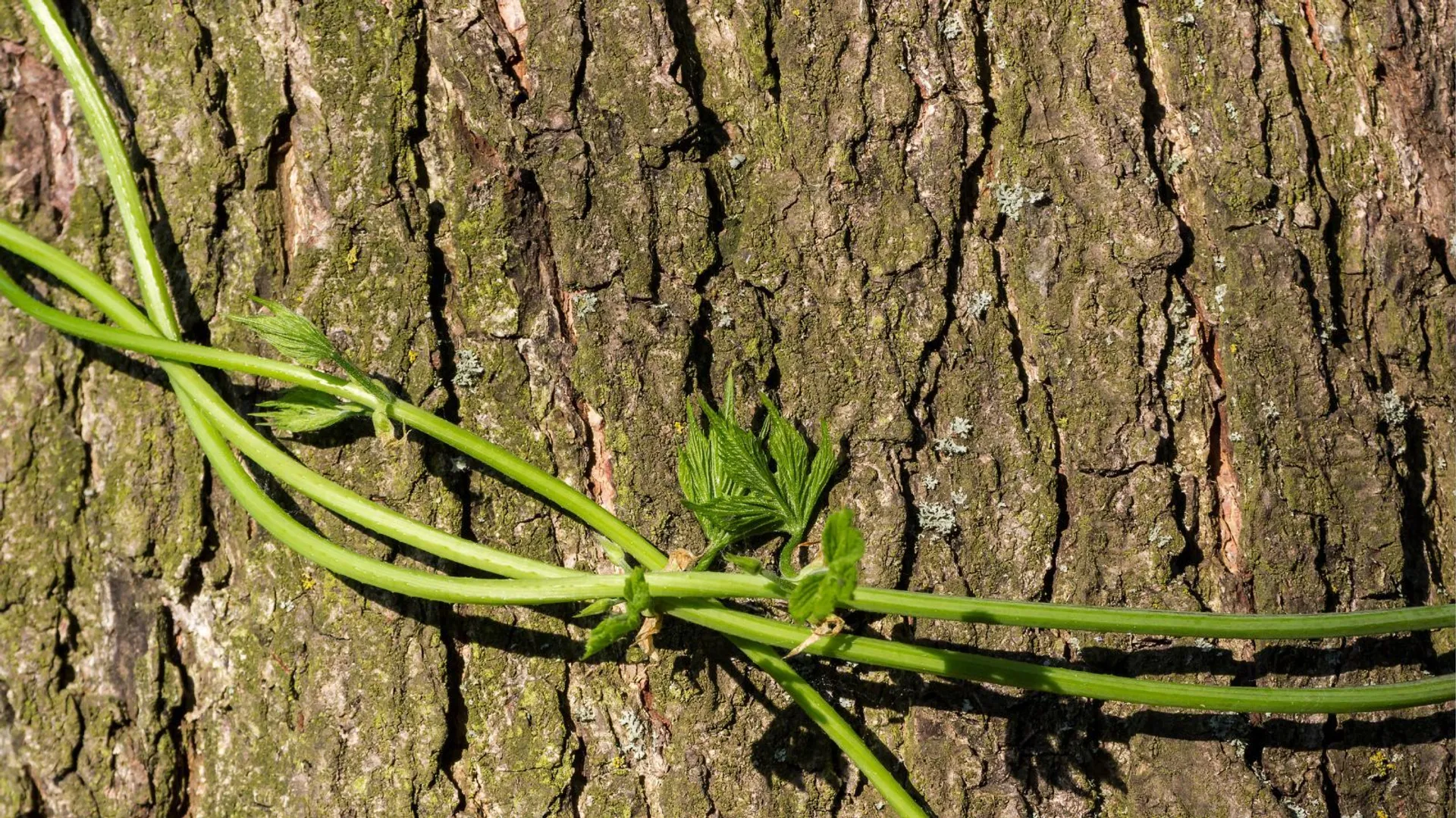 W Polsce brane za chwast, na Zachodzie warte fortunę. Tyle płacą za kilogram "białego złota"