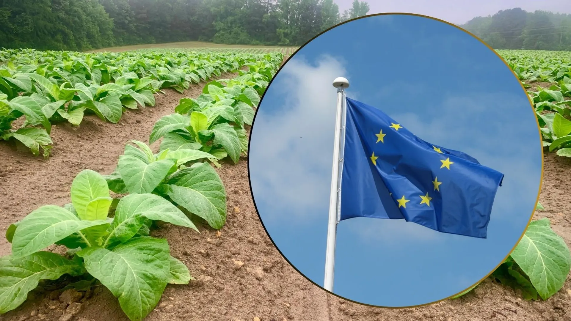 Tytoń, Unia Europejska