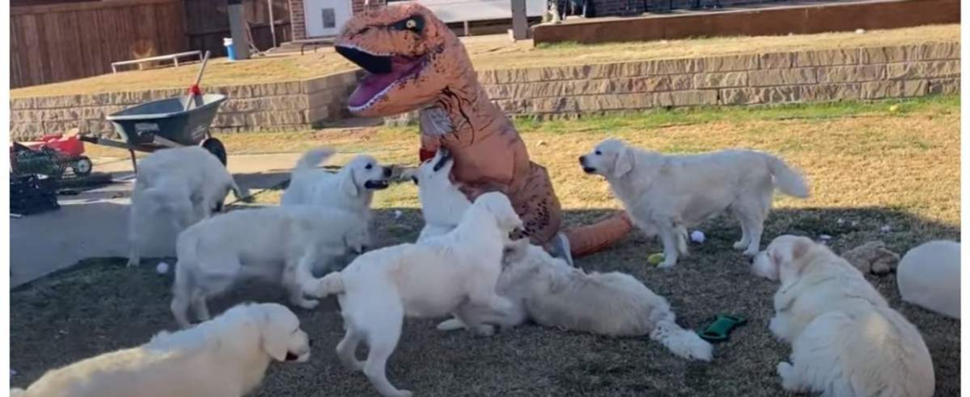 Dinozaur i stado psów