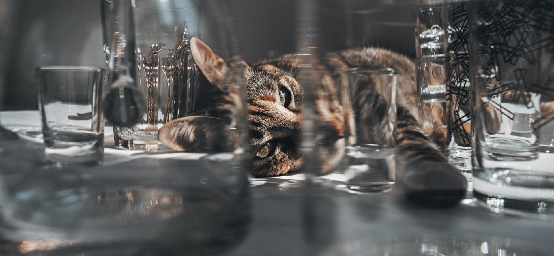 Bury kot leżący wśród szklanek i kieliszków
