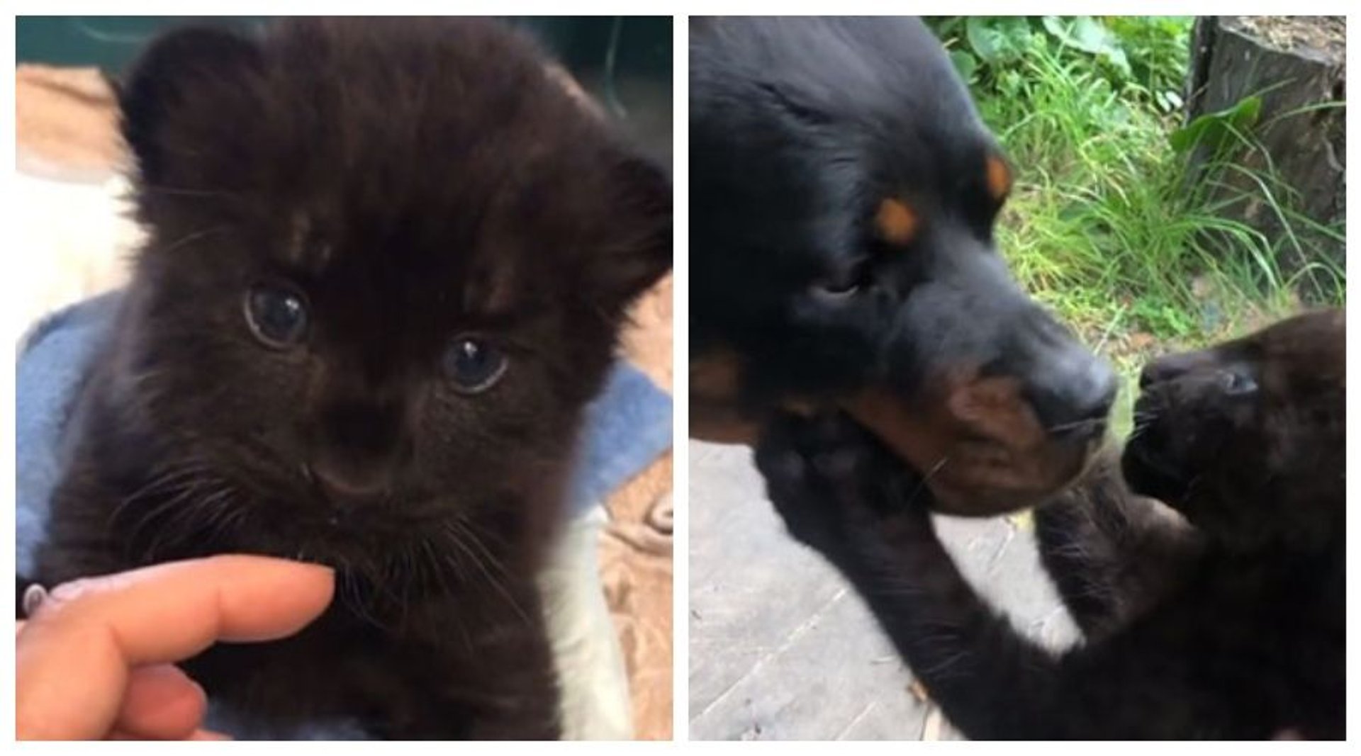 Rosjanka zaopiekowała się porzuconą przez mamę panterą. Wychowała ją z rottweilerem