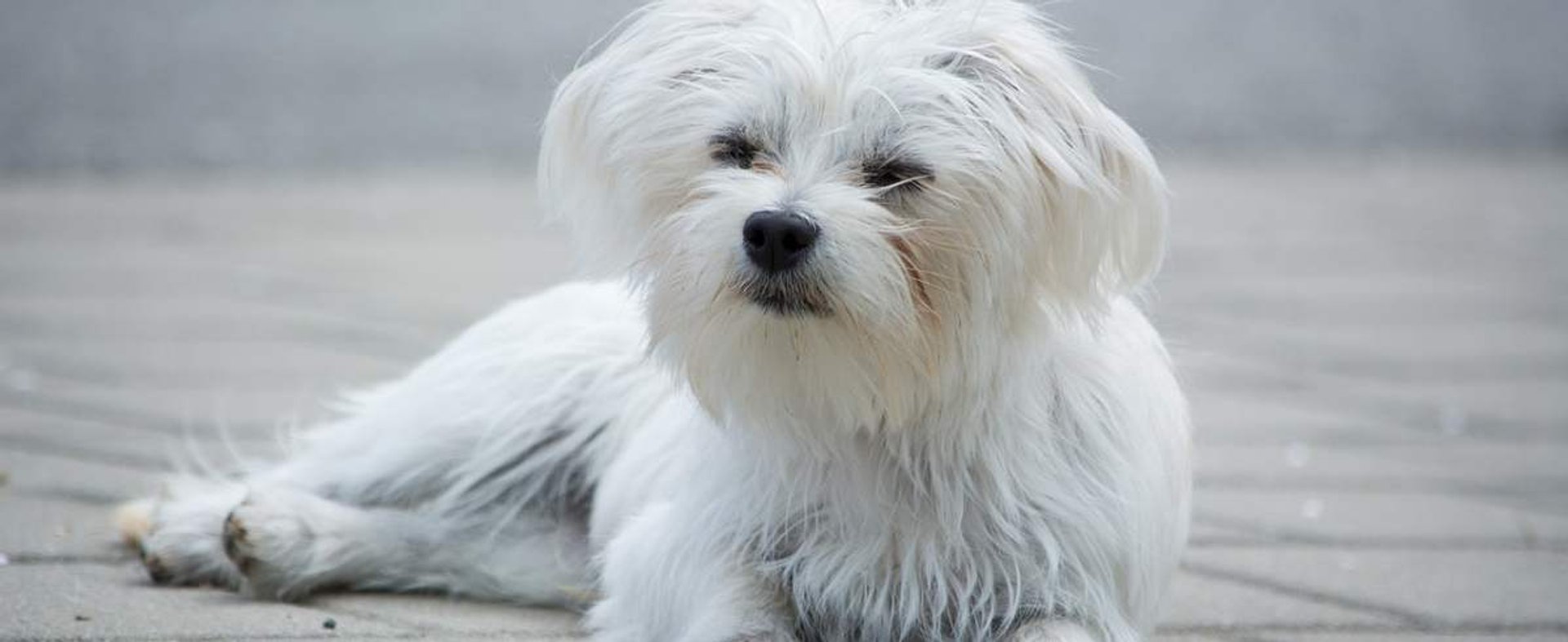 Maltańczyk – mały idealny pies do towarzystwa