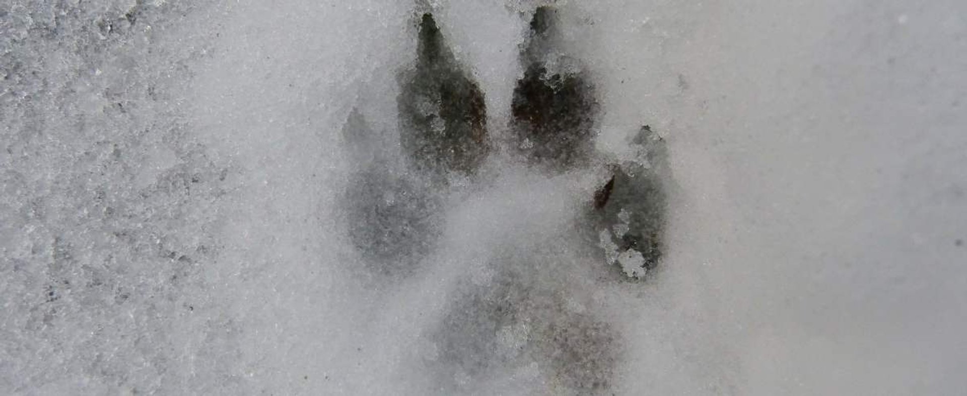 Jak dbać o psie łapy zimą? Praktyczne porady