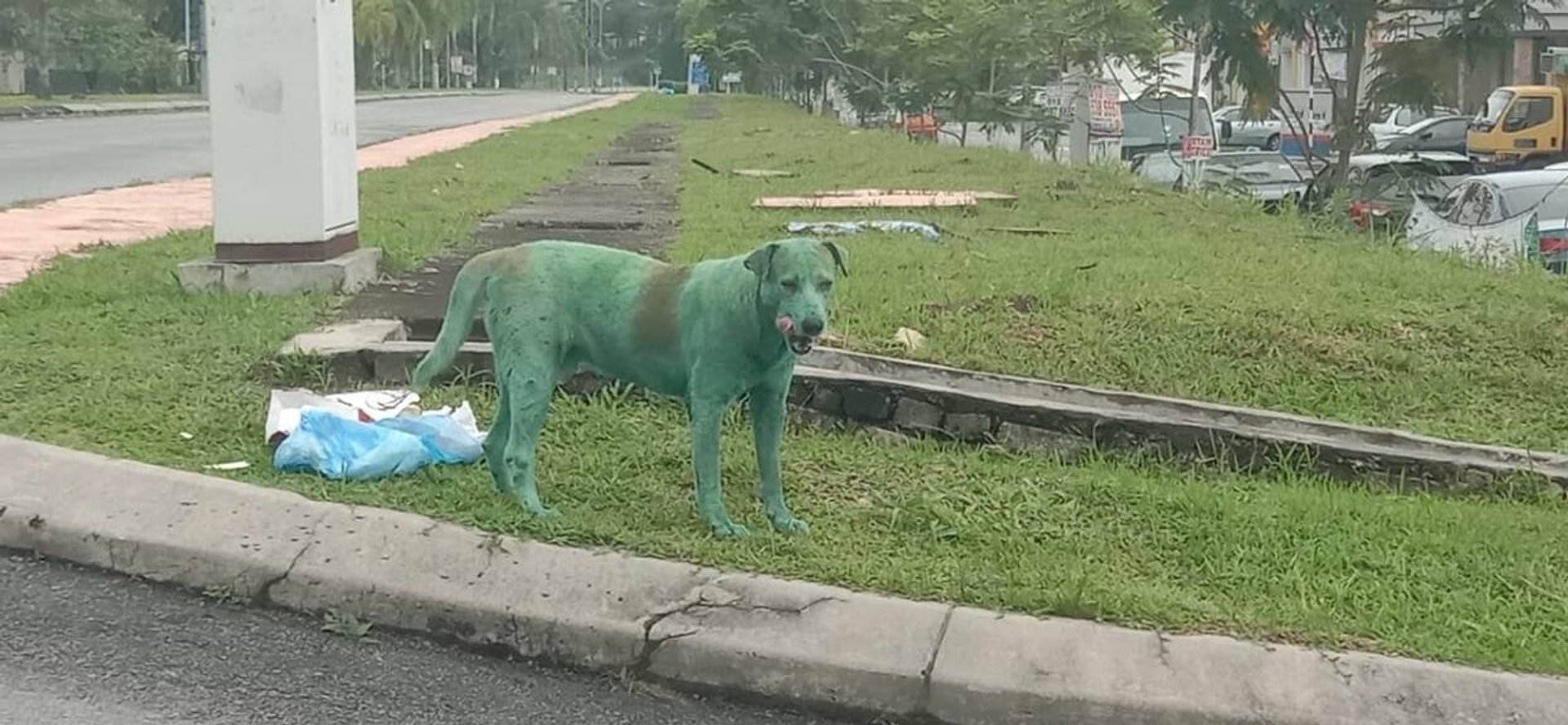 zielony pies