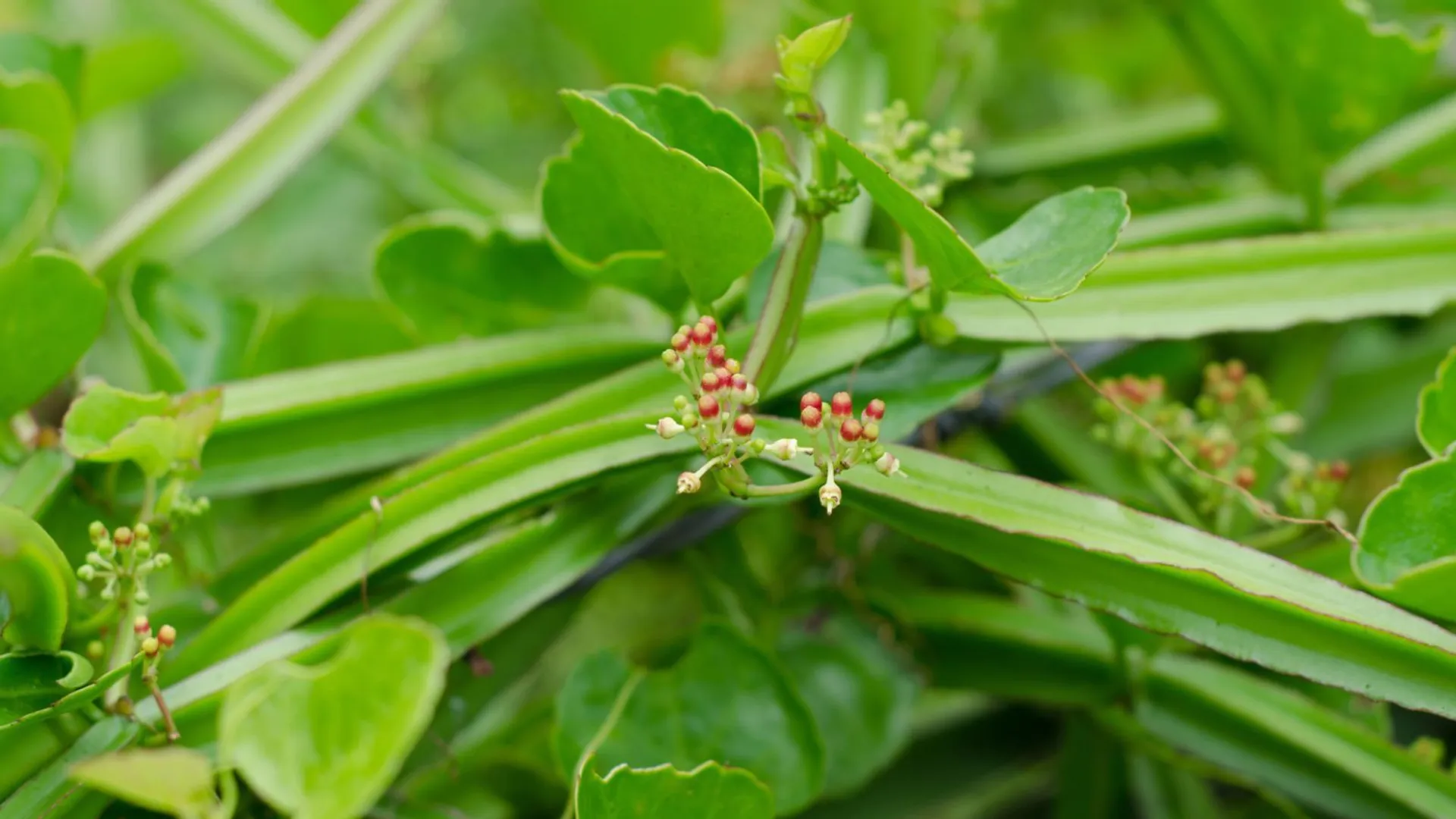 Cissus czworograniasty