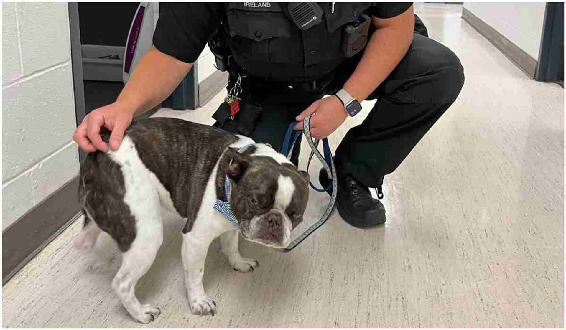 Pies porzucony na lotnisku