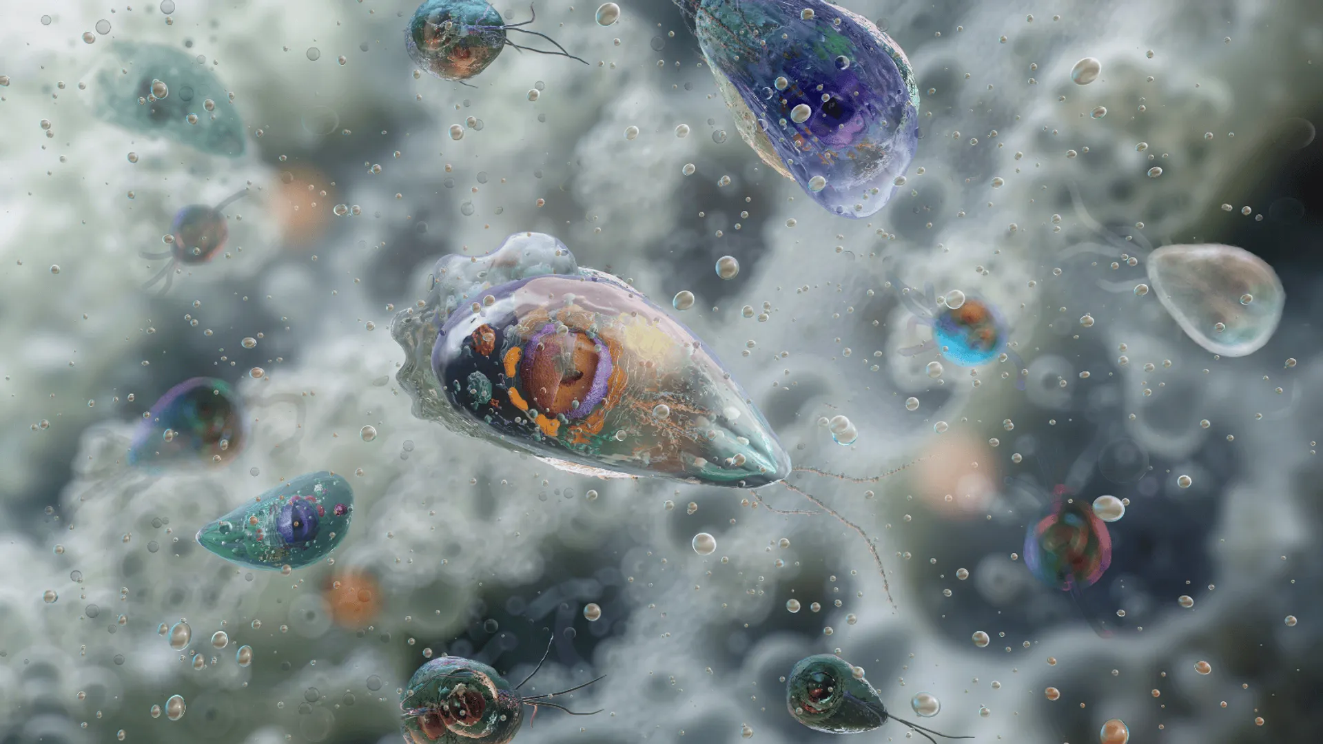 Naegleria fowleri