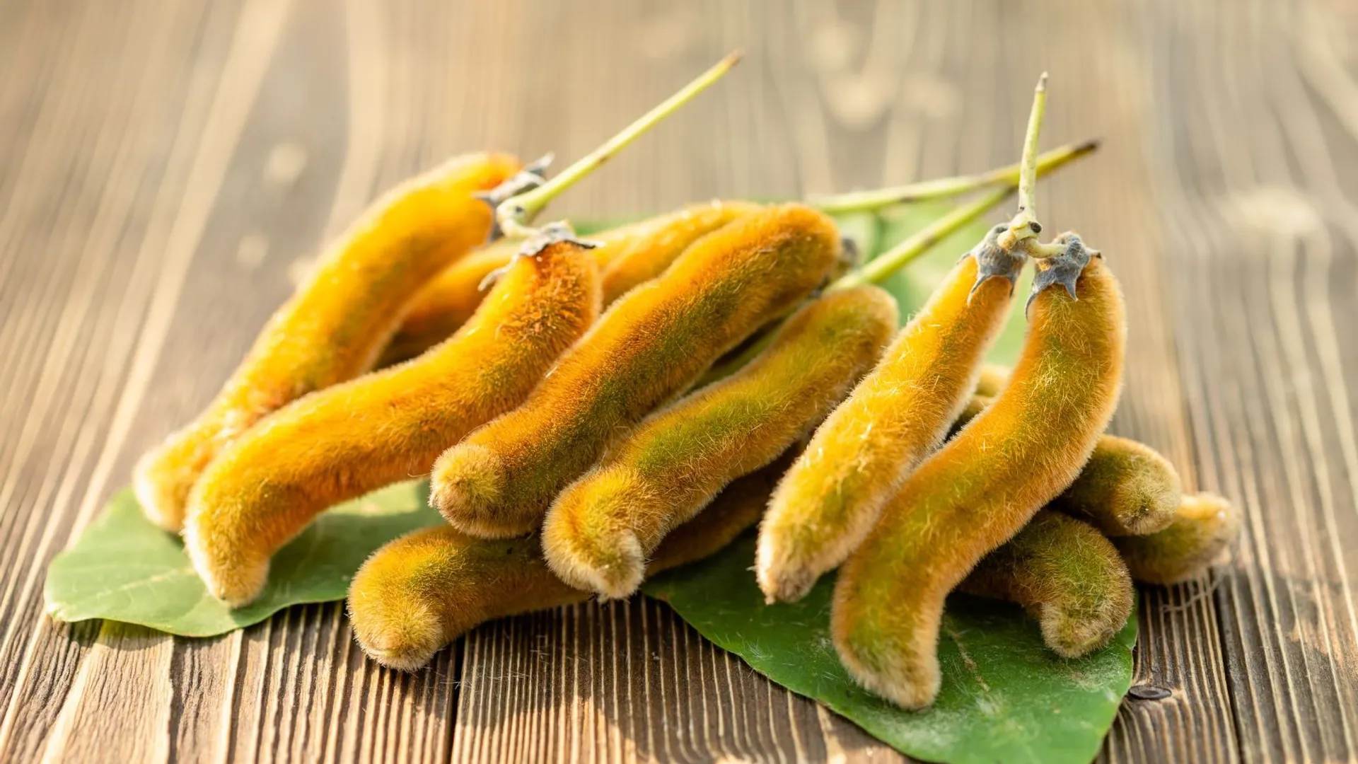 Mucuna pruriens (zdj. ilustracyjne)