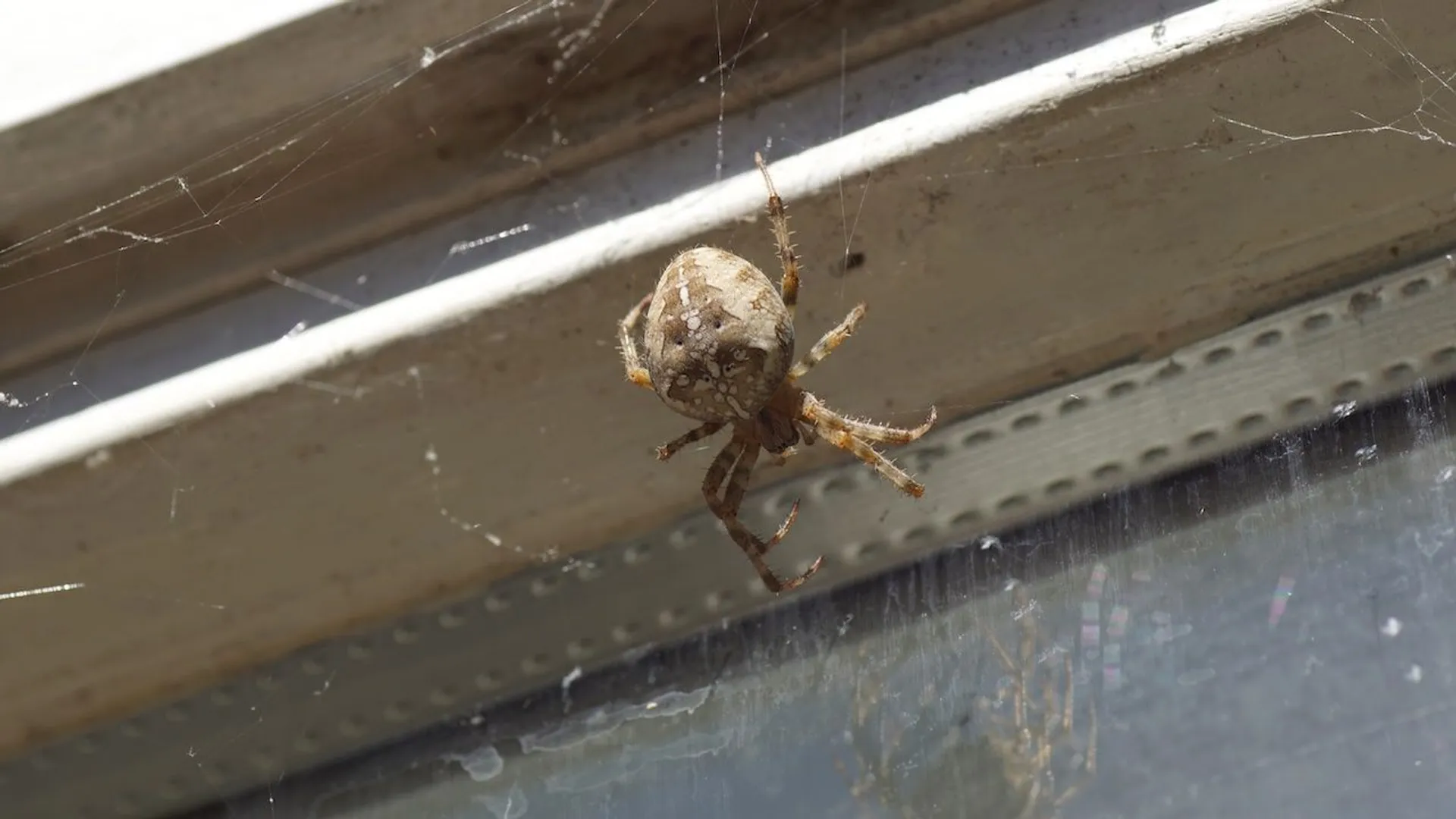 pająk w oknie