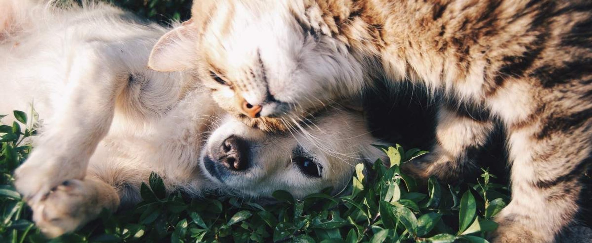 Psy i koty w jednym domu: czy zgodne życie jest możliwe?