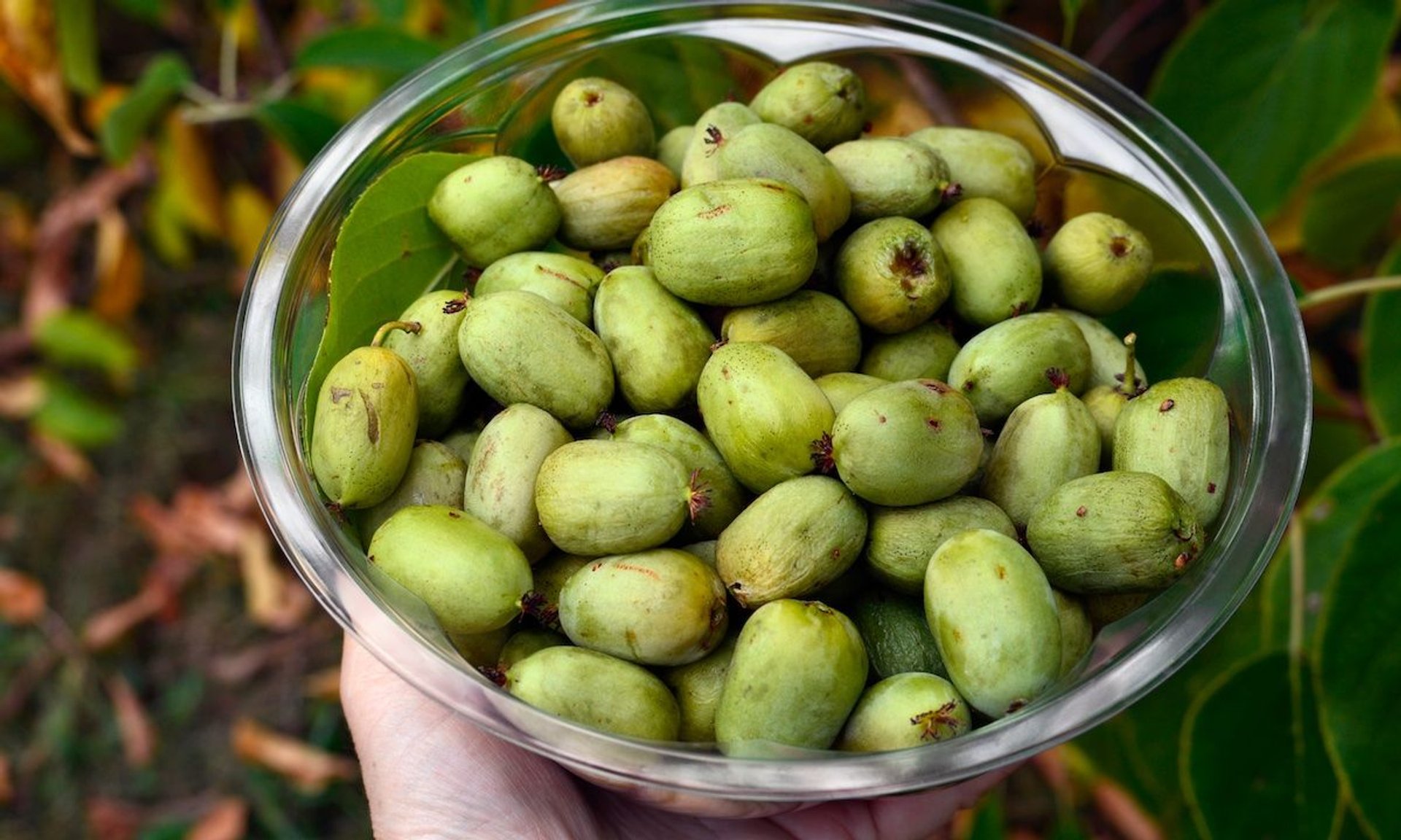 Aktinidia ostrolistna - właściwości zdrowotne minikiwi