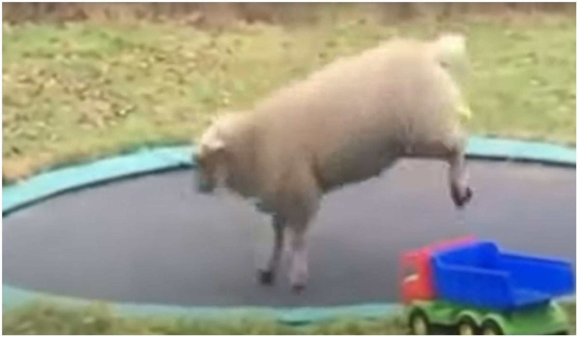 Owca na trampolinie