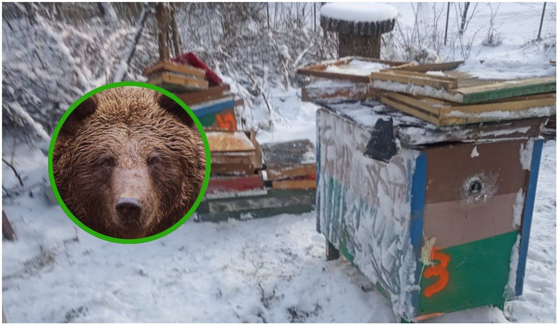 Zniszczenia spowodowane przez niedźwiedzia