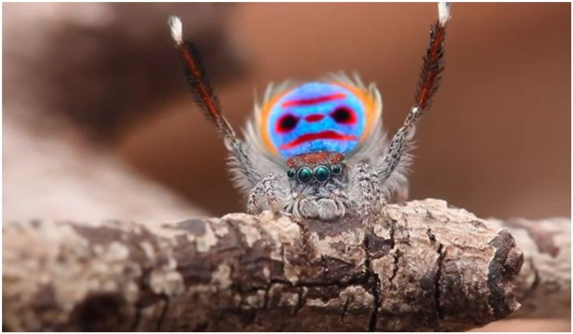 Taniec godowy pająka