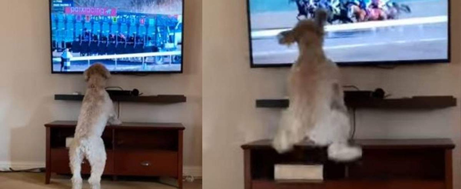 pies skacze do telewizora