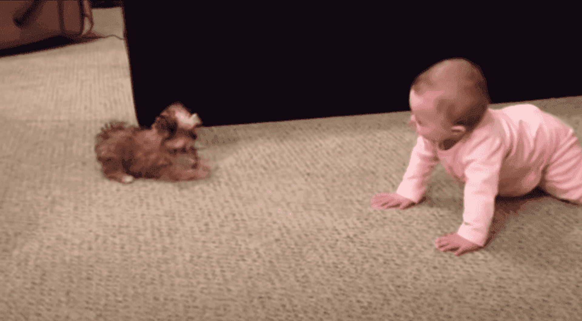 dziecko i pies