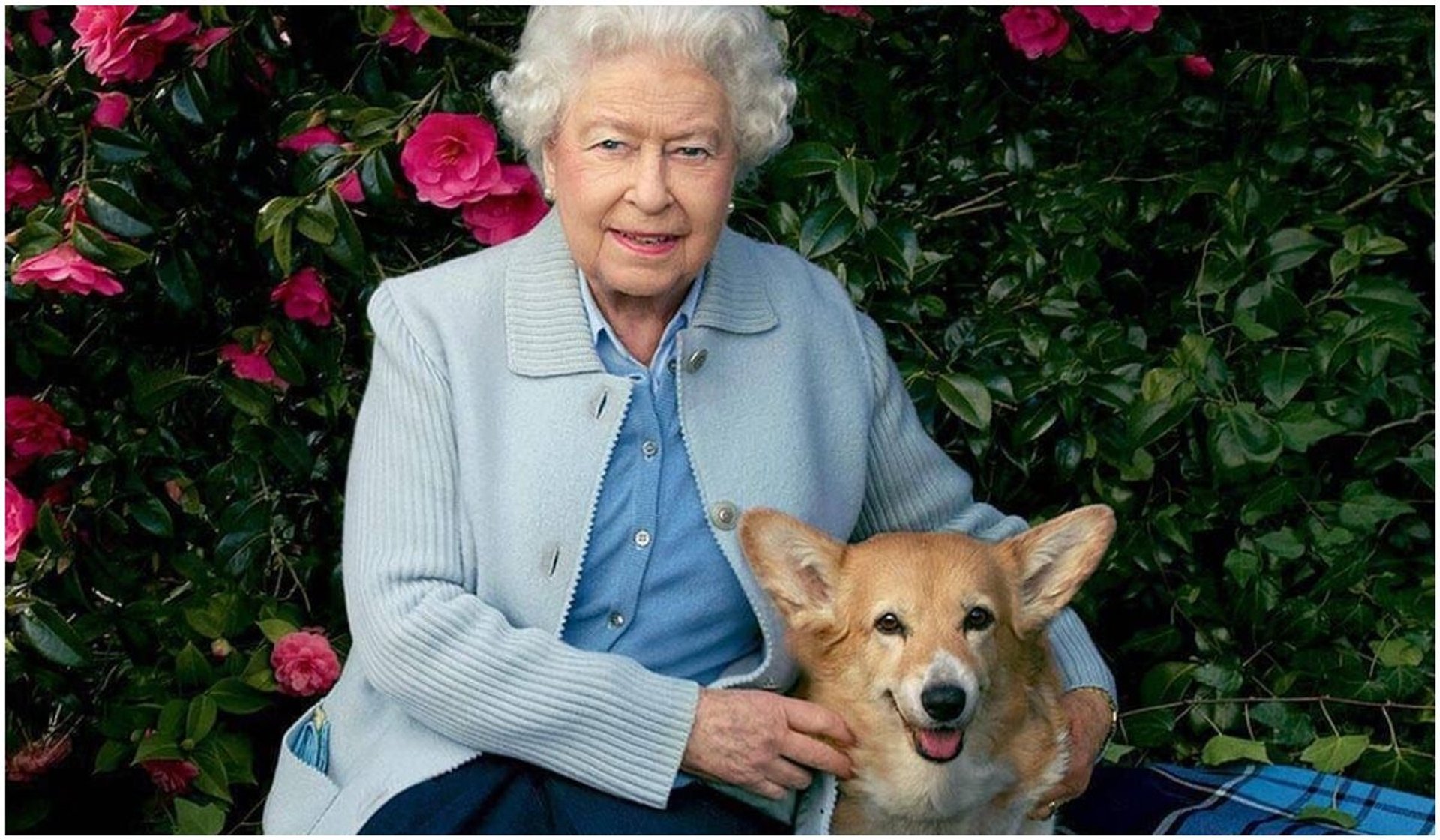 Królowa Elżbieta II i corgi
