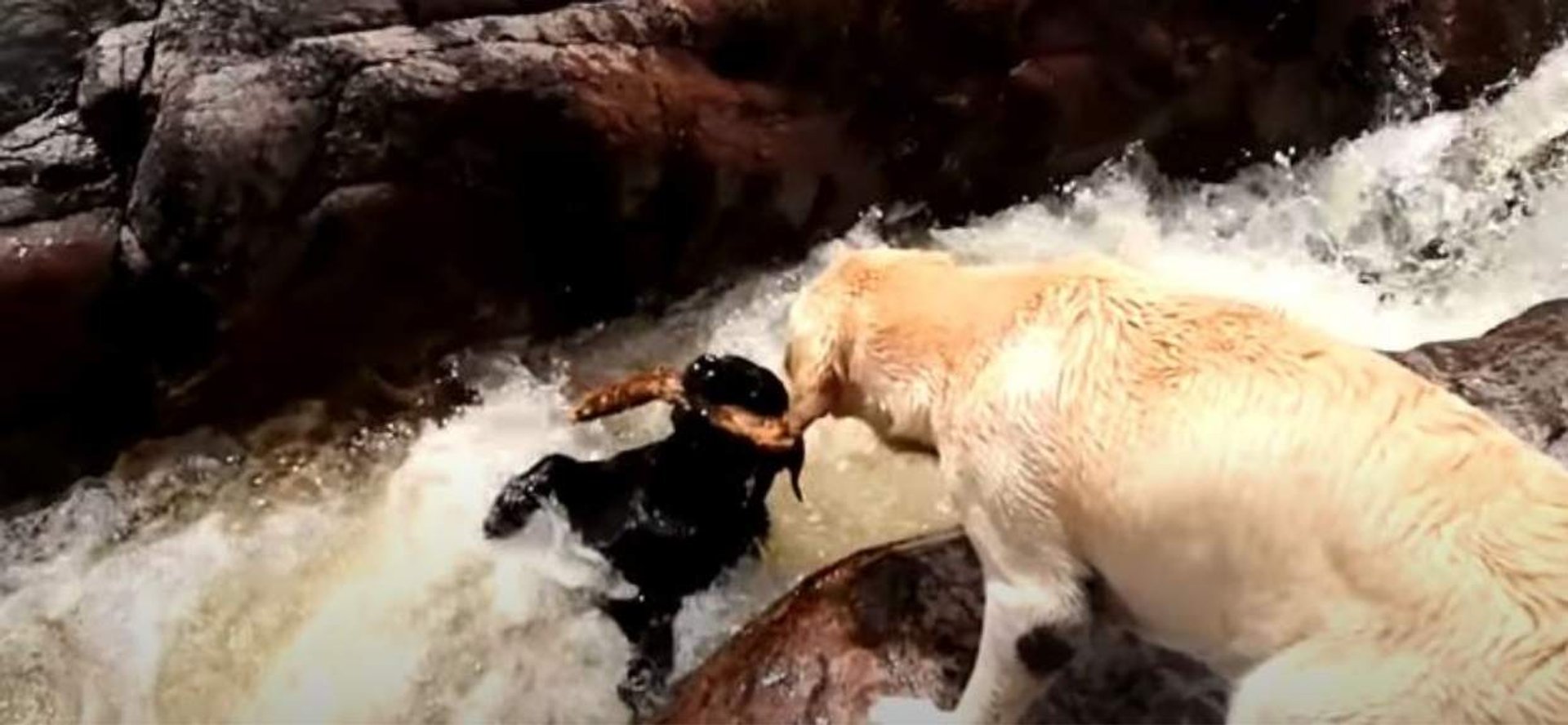 labrador wyciąga psa z rzeki