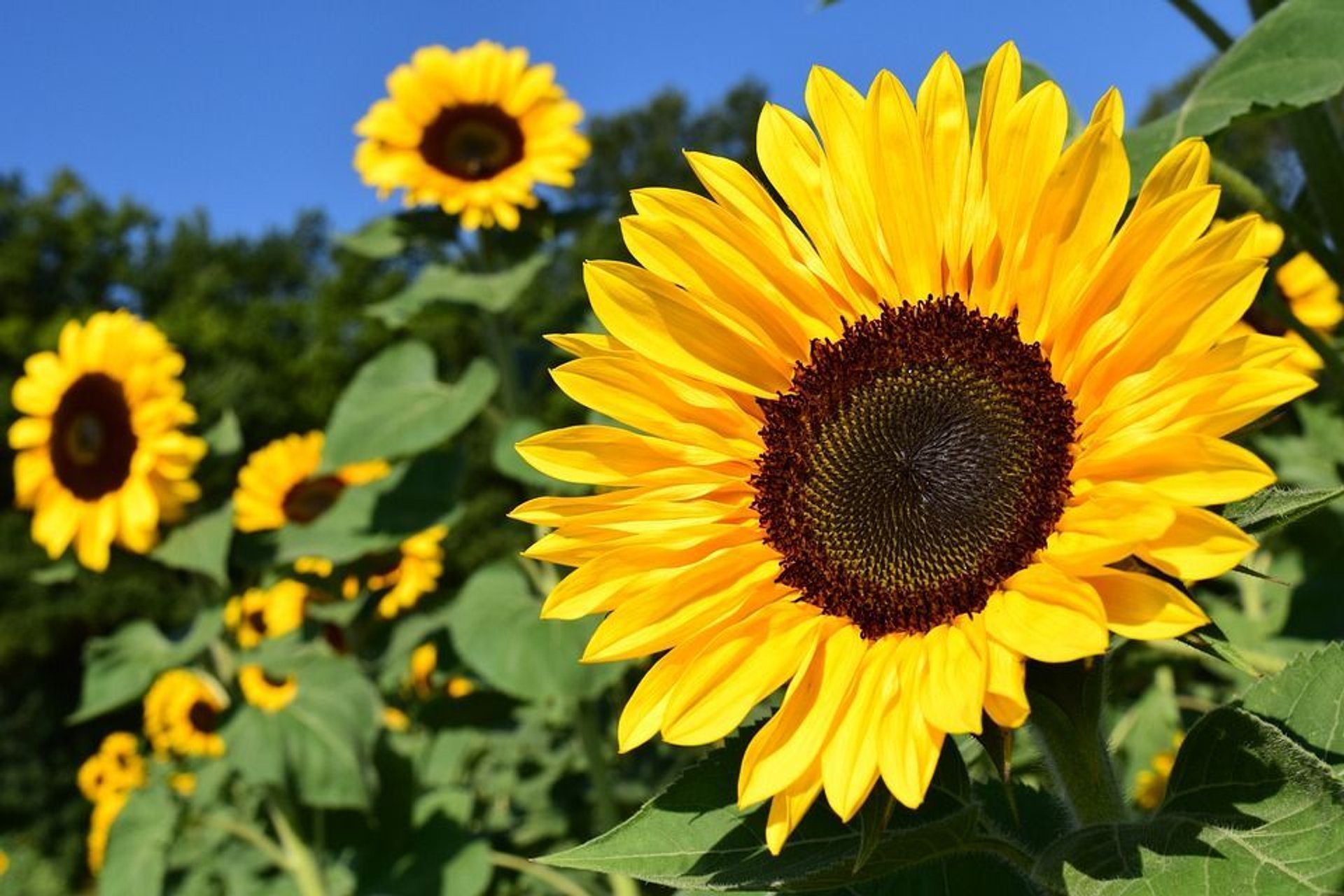 Żółte kwiaty w ogrodzie – popularne gatunki