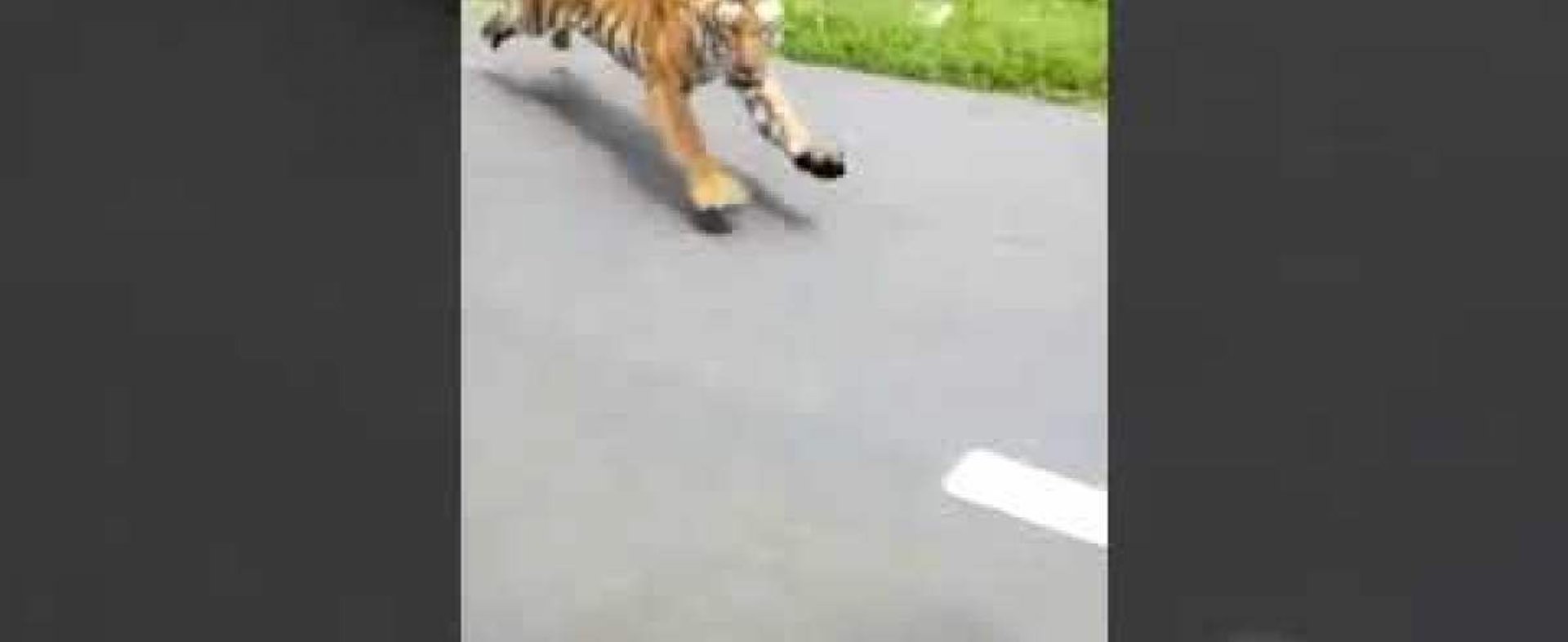 Tygrys atakuje