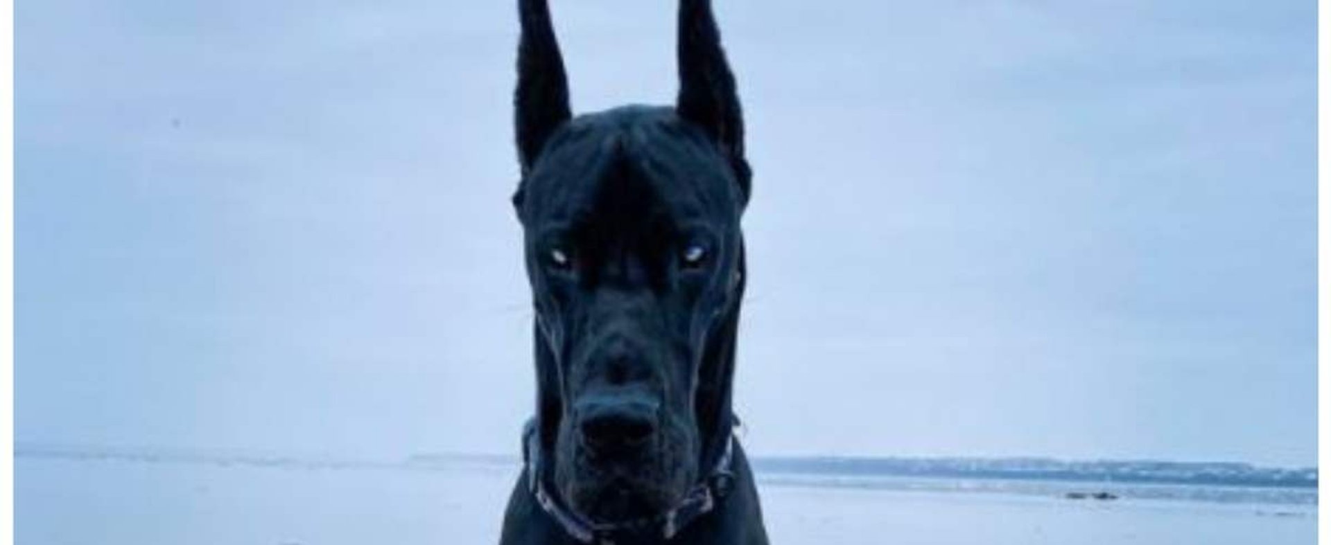 Czarny pies dog