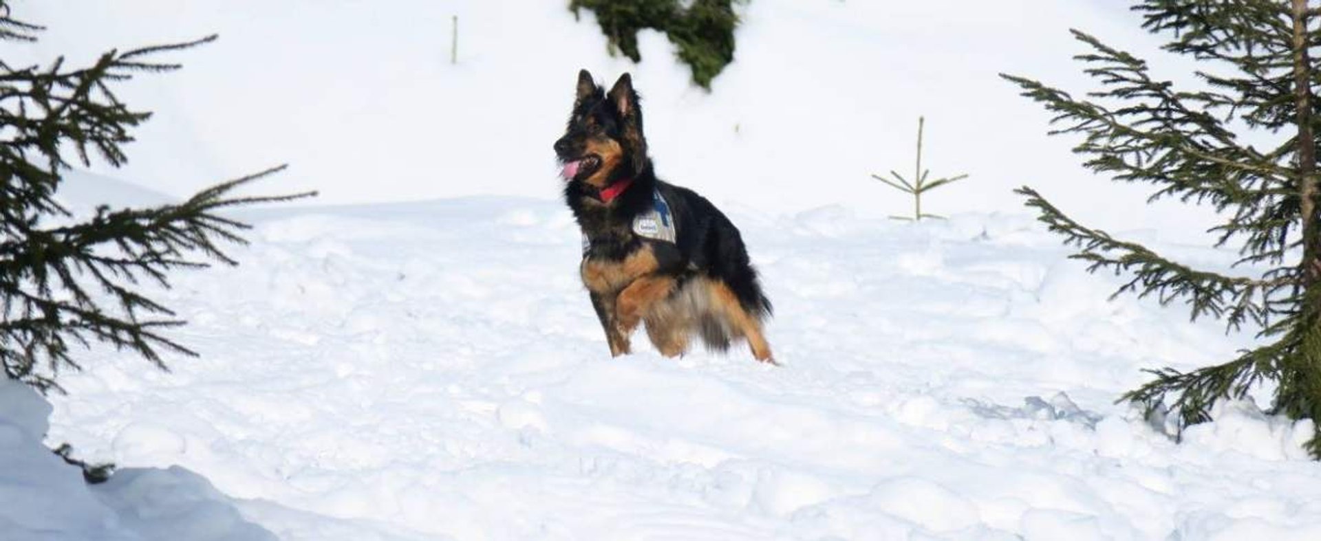 Kobieta z psem na śniegu, GOPR