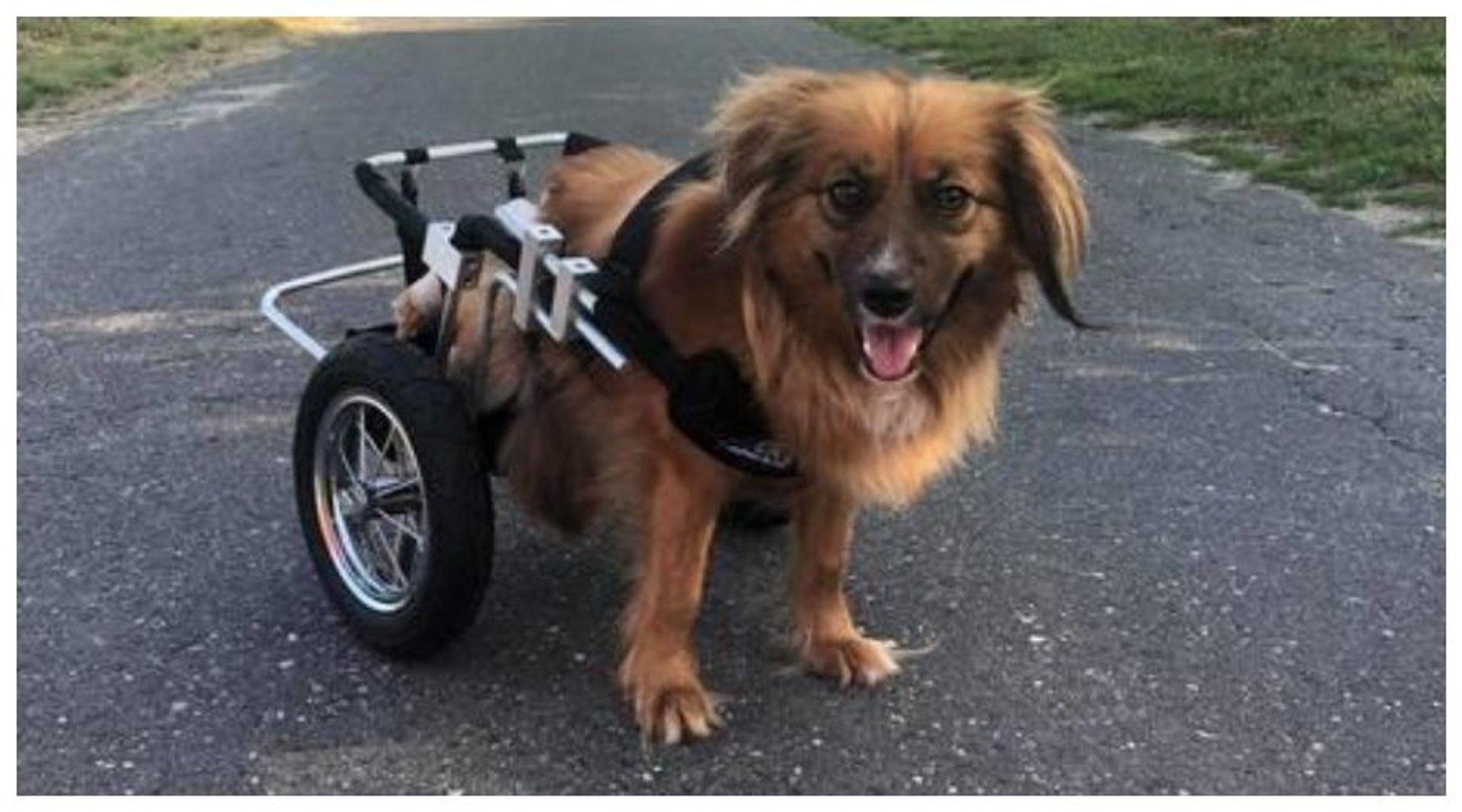 Trwa zbiórka na pierwszy w Polsce gabinet darmowej zoofizjoterapii. Skorzysta z niej wiele zwierzaków