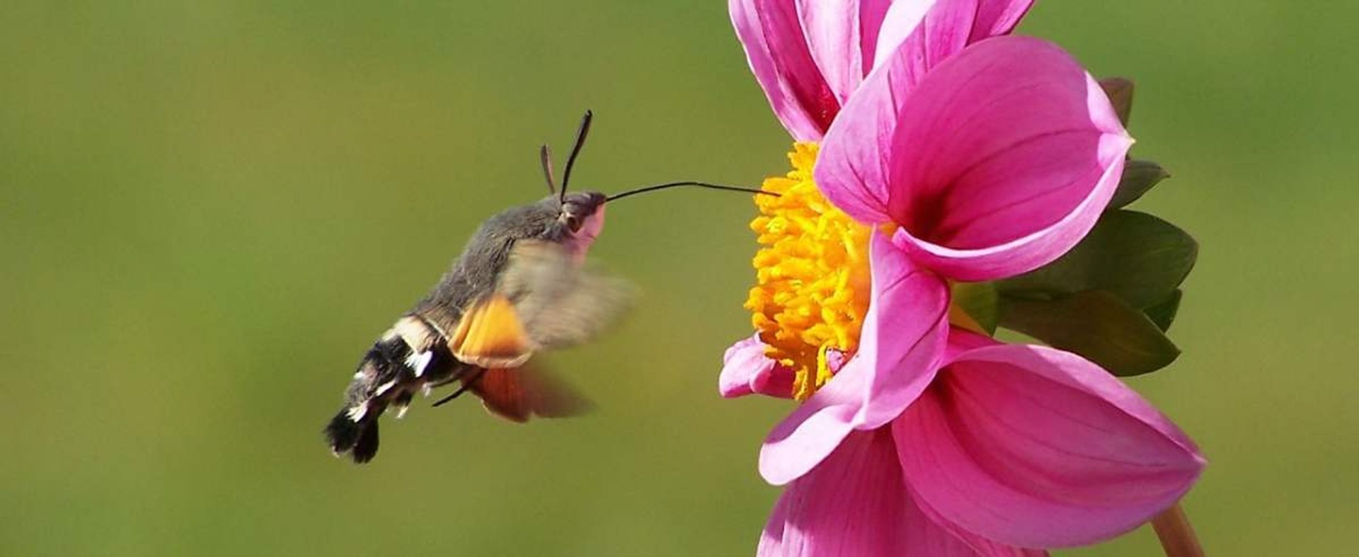 Fruczak - motyl, który wygląda i zachowuje się jak koliber