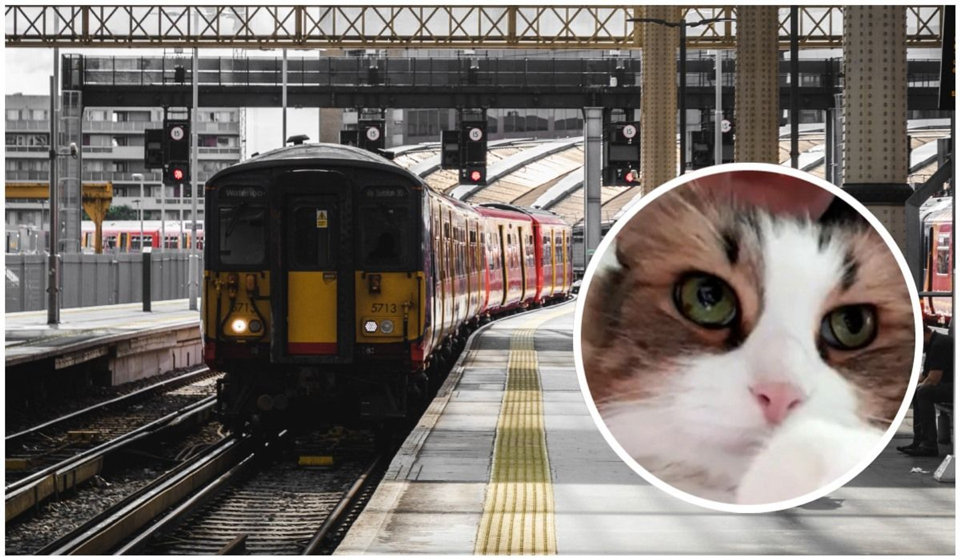 Kot uciekł na tory, pracownicy kolei odmówili pomocy. Pociąg rozjechał zwierzę na oczach właścicieli