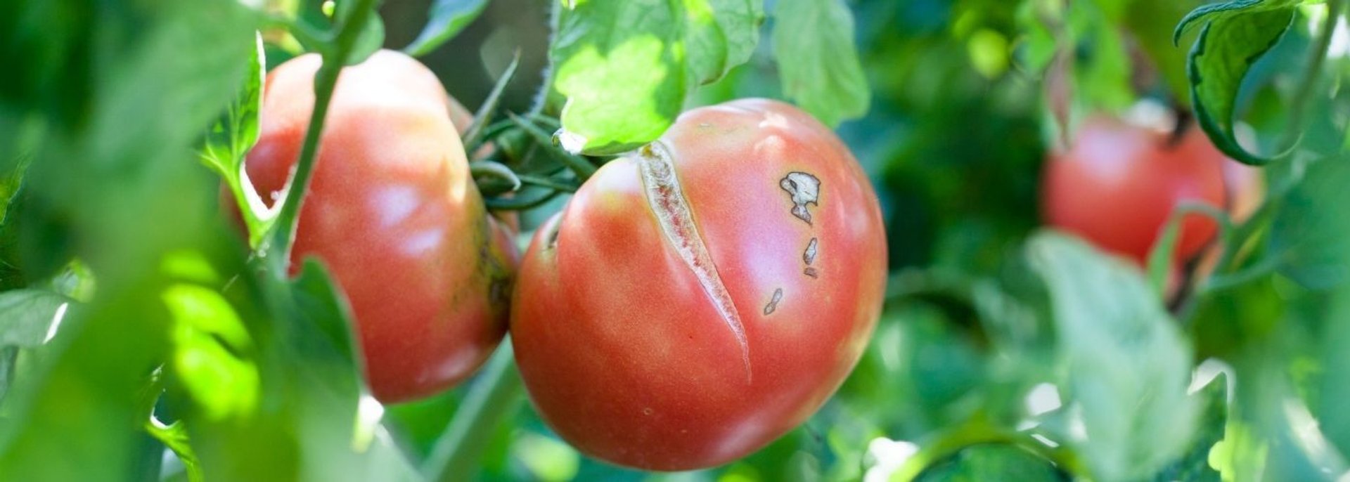 Dlaczego pomidory pękają na krzaku?