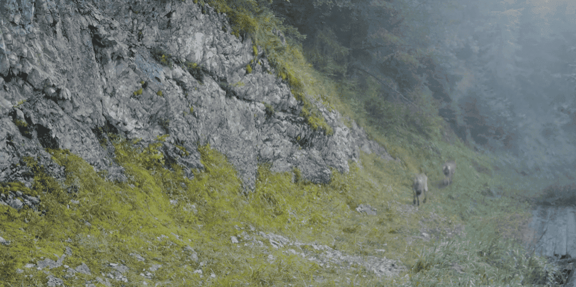 Wilki w Tatrach