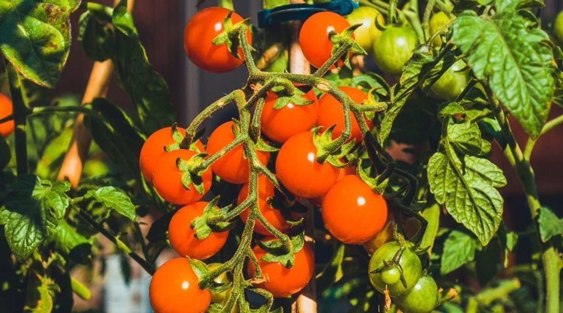 Niezwykły sposób na udane zbiory pomidorów. Będą rosły jak szalone