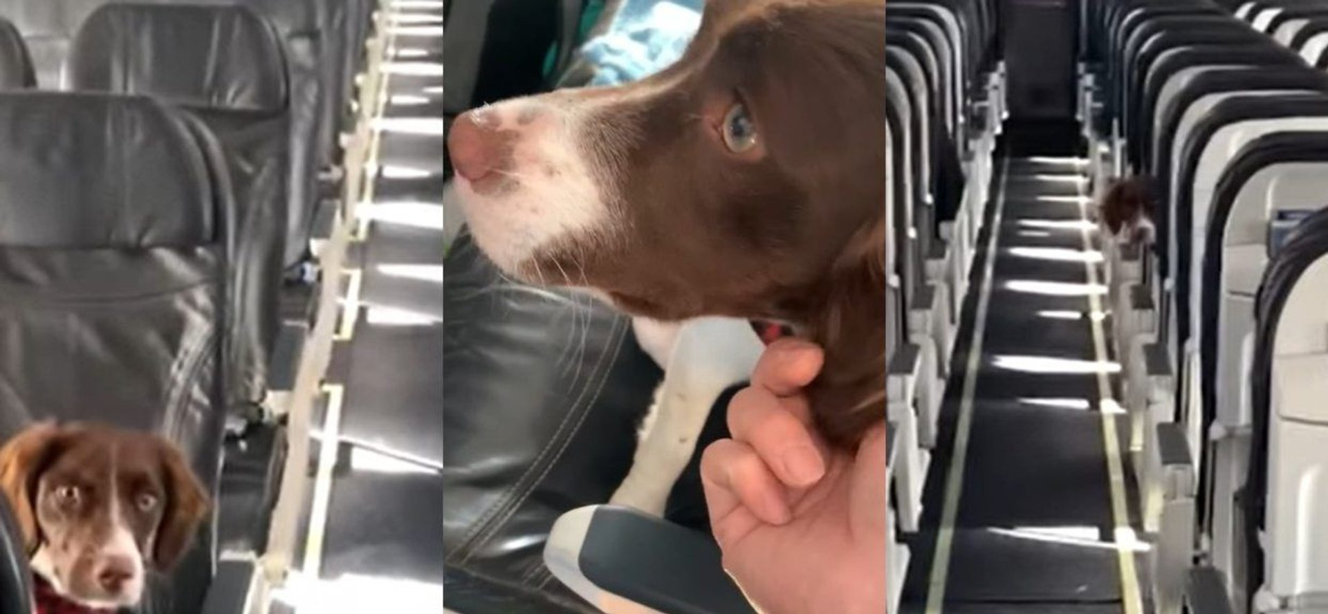 Stewardessa bawiła się z psem w chowanego