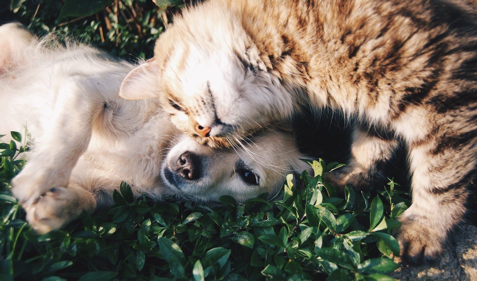 Psy i koty pod jednym dachem – fakty i mity