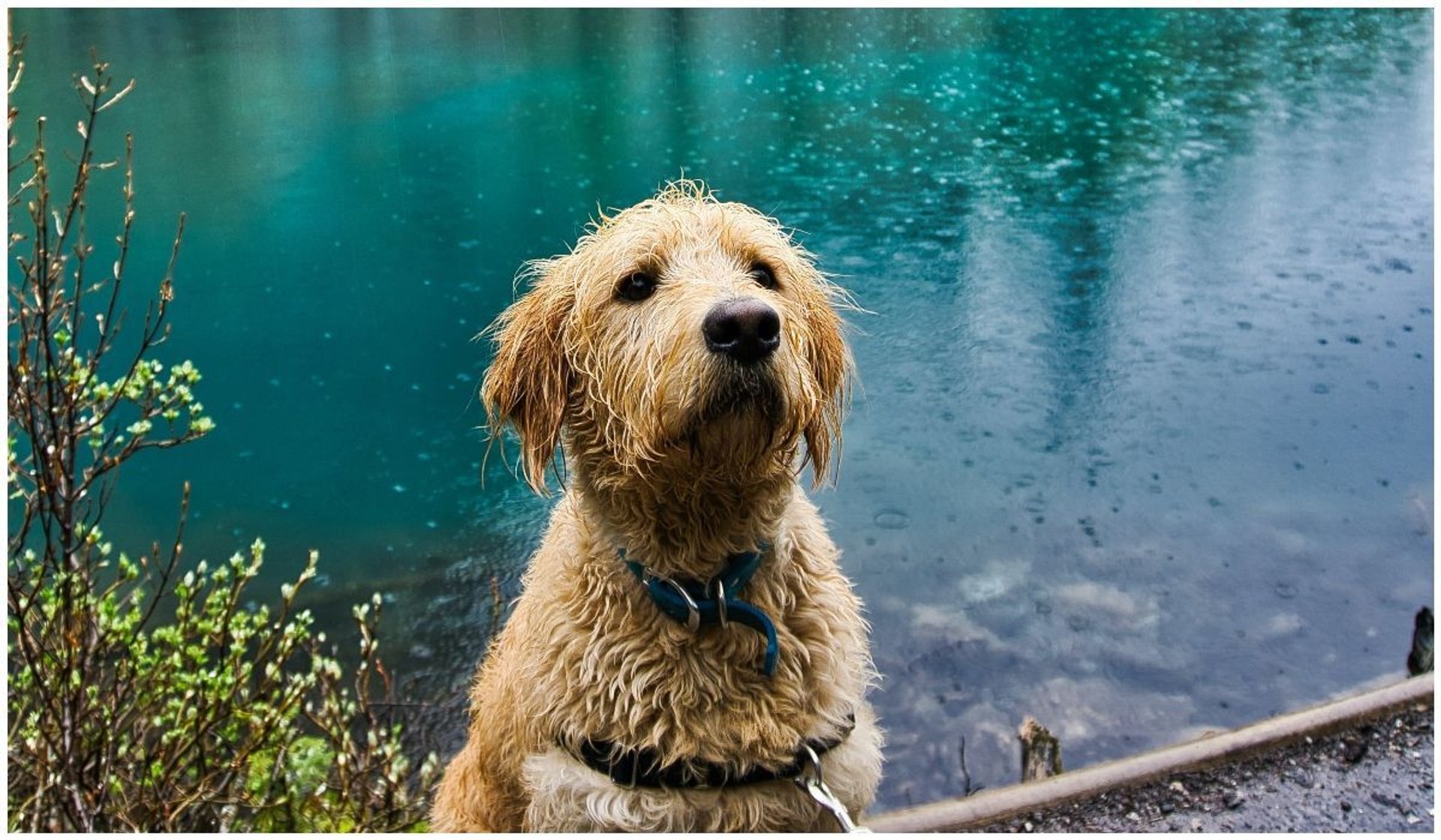 mokry pies w wodzie