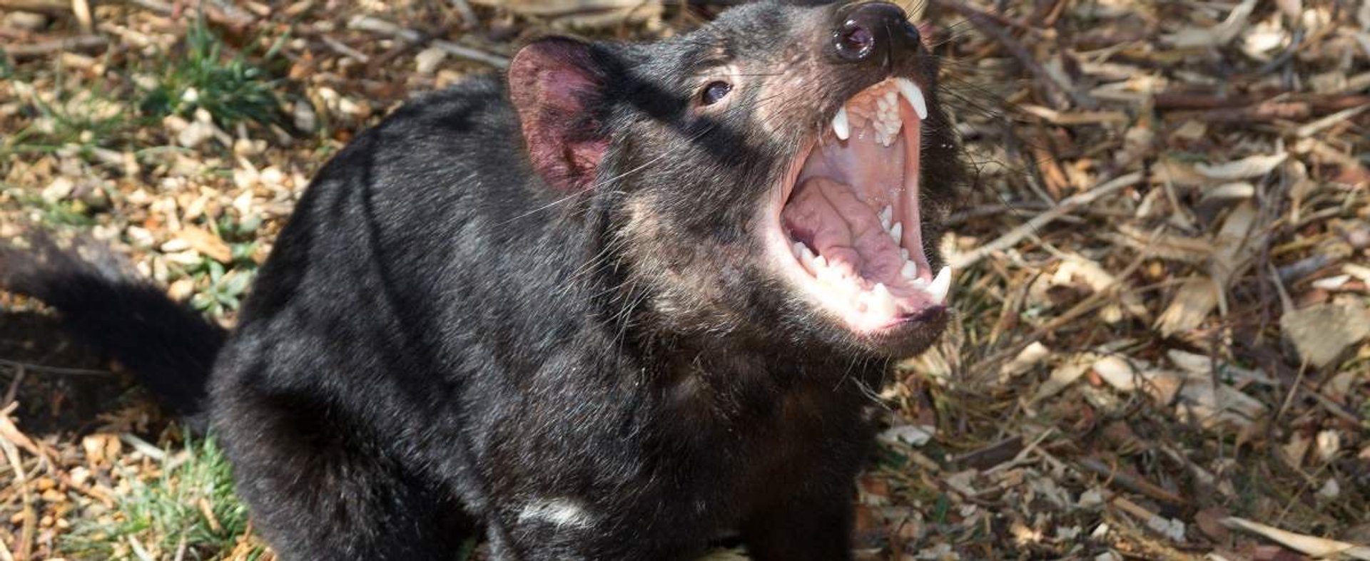 Diabeł tasmański: unikat z Antypodów