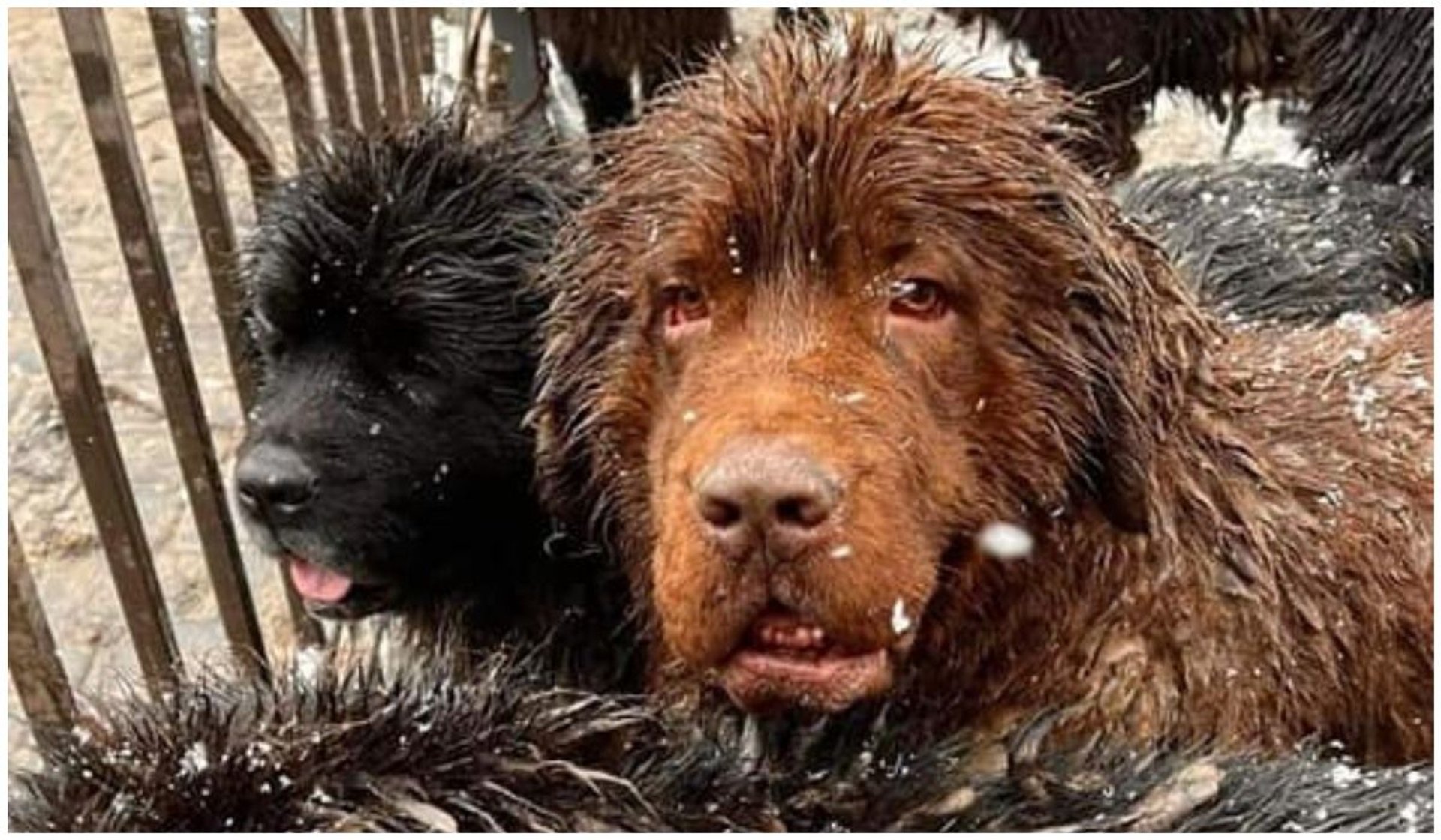 50 psów umierało z głodu. Koszmar w pseudohodowli nowofundlandów trwał od lat
