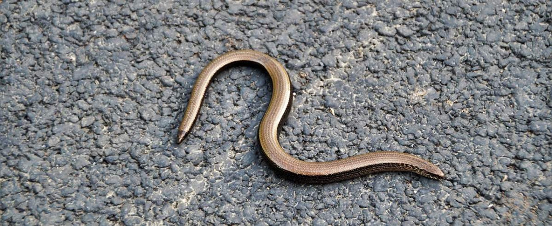 Padalec zwyczajny - jaszczurka często mylona często z wężem