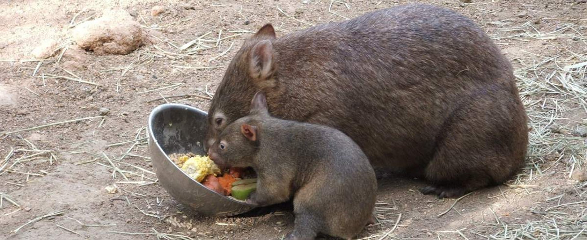 Wombat australijski - sympatyczny torbacz zagrożony wyginięciem