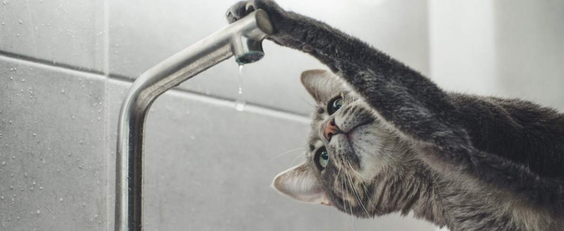 Bury kot przy kranie z wodą