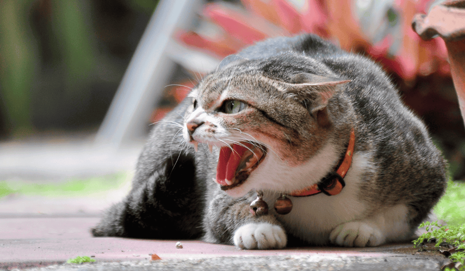 Wściekły kot canva PRO