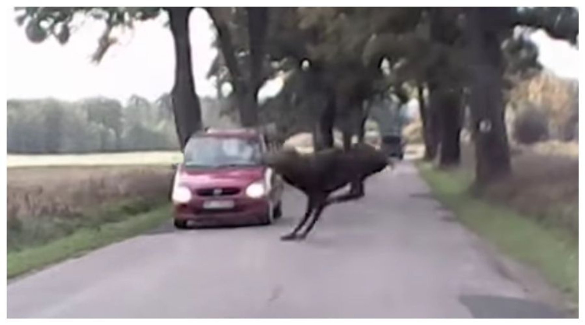 Jeleń na drodze