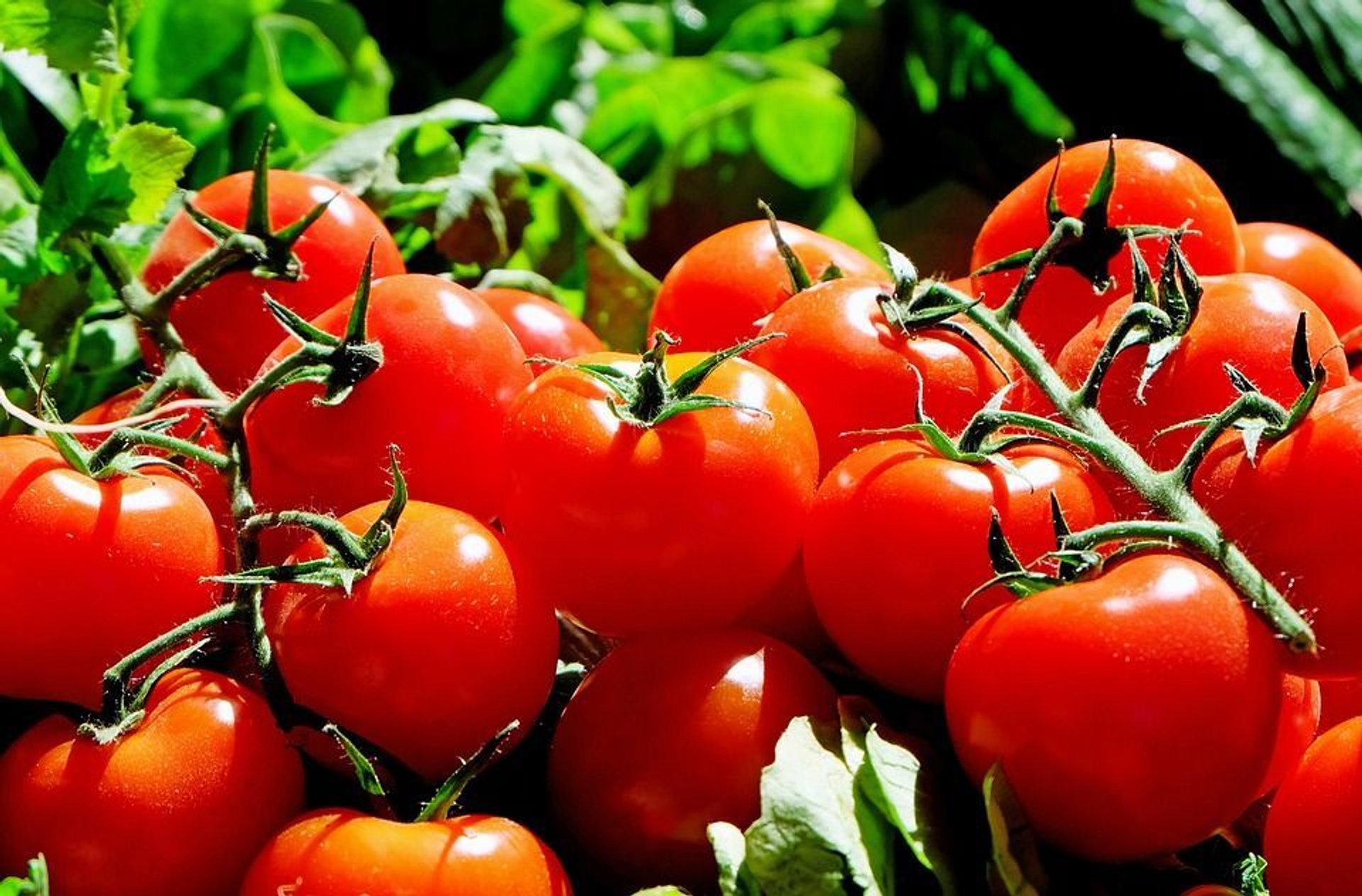 Nawożenie pomidorów – jak i czym nawozić rośliny?